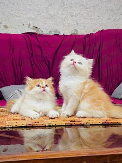 persian cat for sale MywatsapppNumber0341-15-94-140