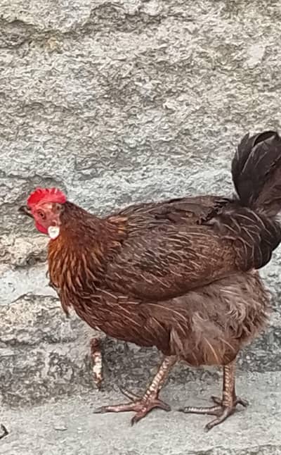 desi hens