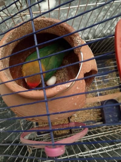 Love bird