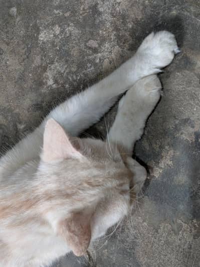 Cross Persian female cat for adoption