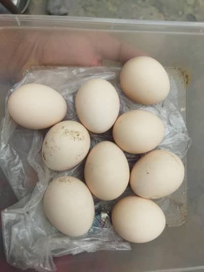 Thai aseel eggs for sale