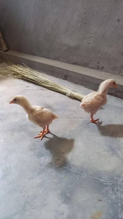 aseel white heera chozy. pair