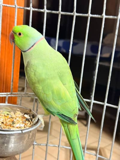 MITHU PARROT