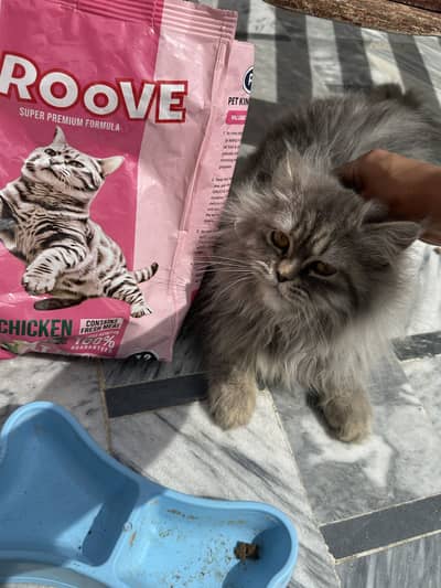 Persian cat