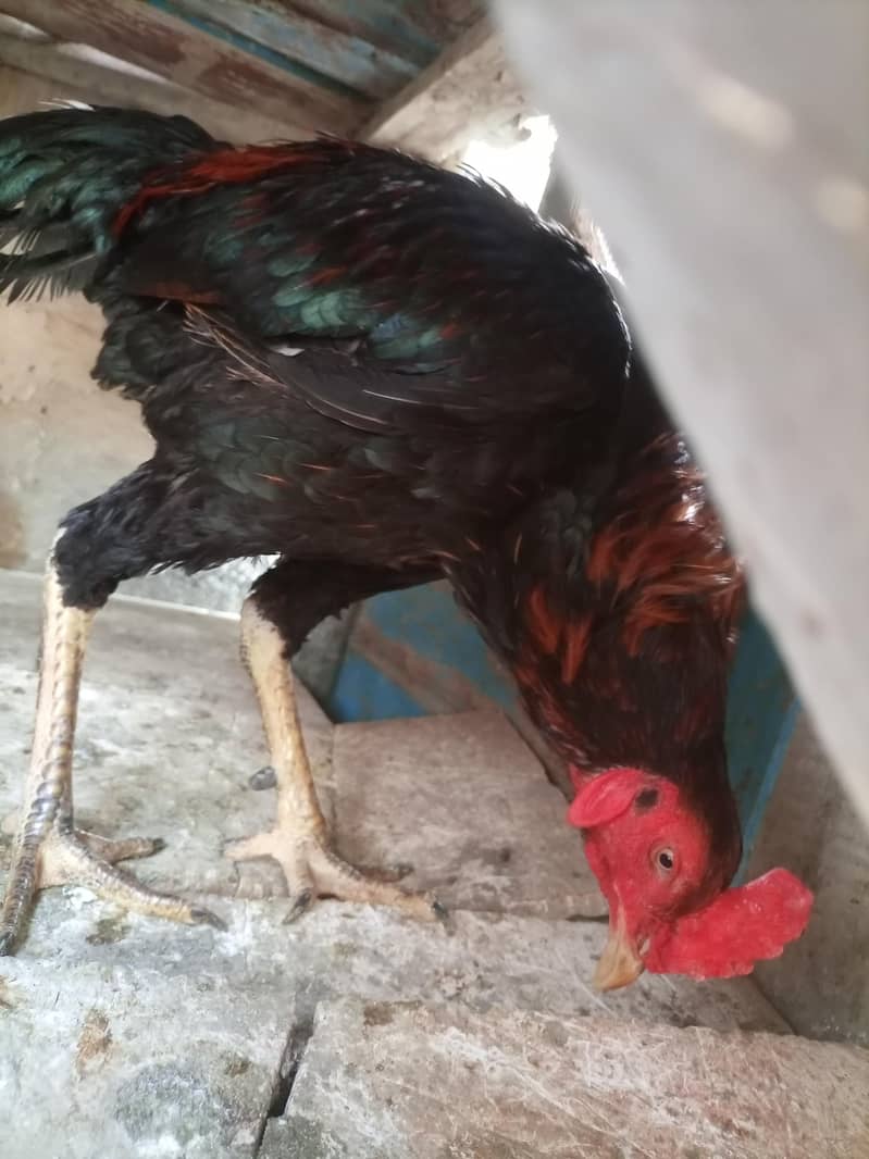 Rooster 0