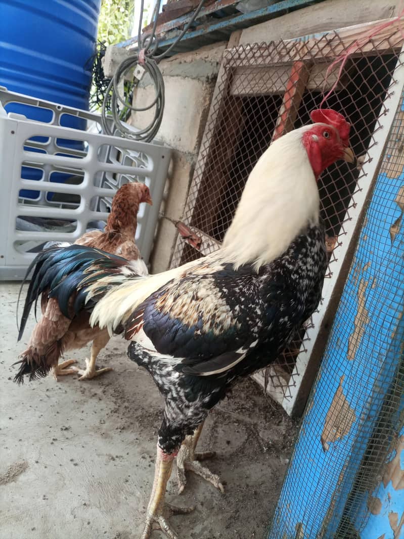 Rooster 1