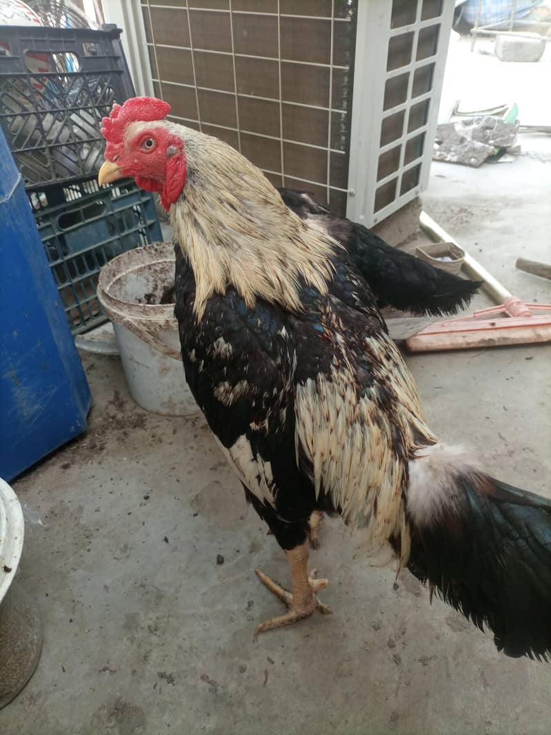 Rooster 2