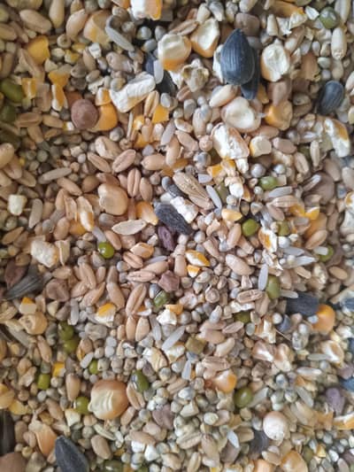 Top Quality Mix Daana Avaliable In FSD 250 per kg 0309/6985/528