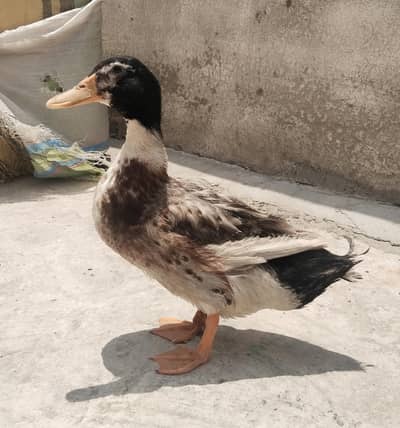 Duck male
