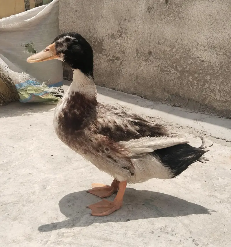 Duck male