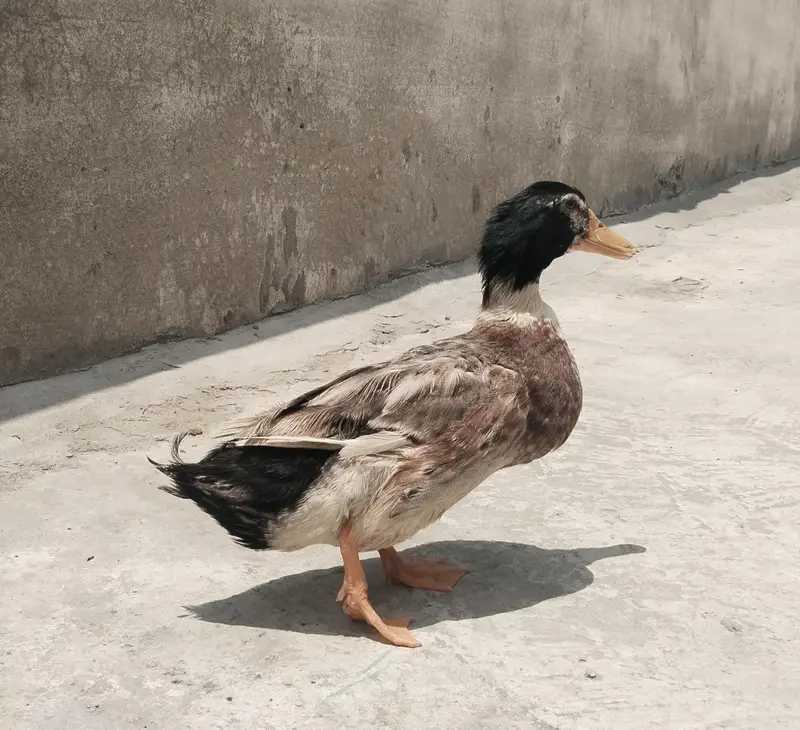 Duck male — photo 2