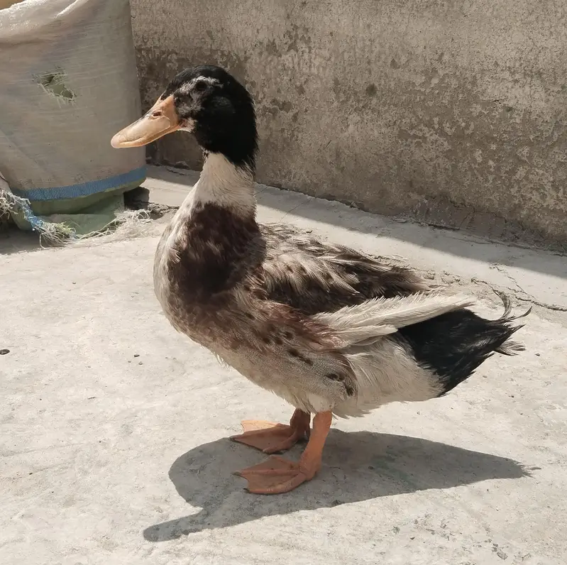 Duck male — photo 3