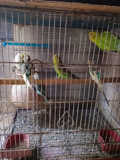  10 Budgies (Australian Parrots) Available | Healthy & Active