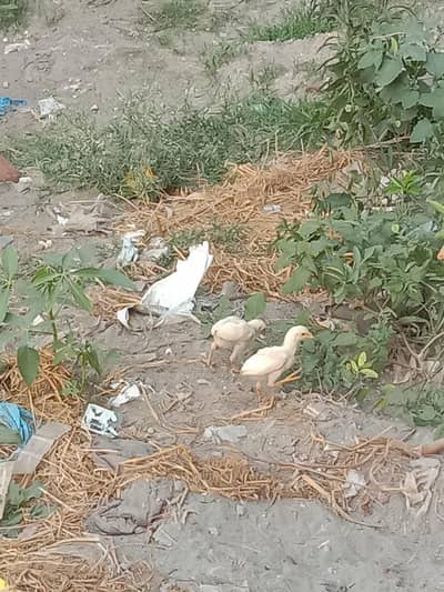 Assel heera Mianwali Chick for sell