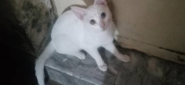 Pair of 2 adorable kittiess