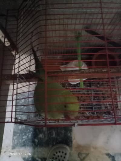 green parrot