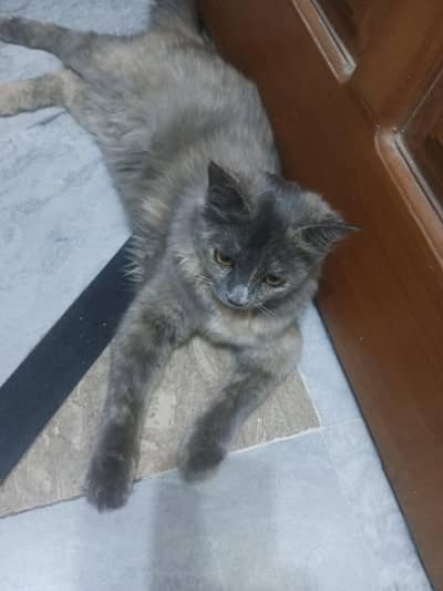 i wants sale my pet cat