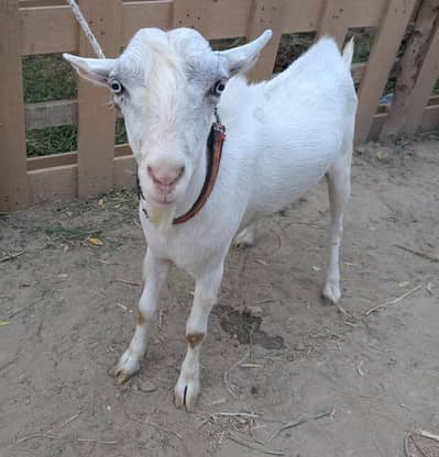 Pure Gulabi Breeder Bakra for Sale