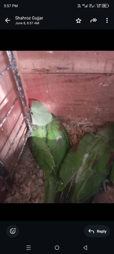 raw parrot . . atleast 1.5 months old