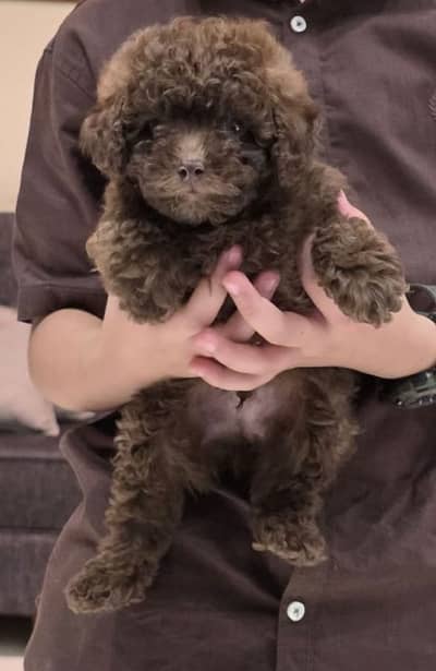 Chocolate Toy Poodle available in Pakistan