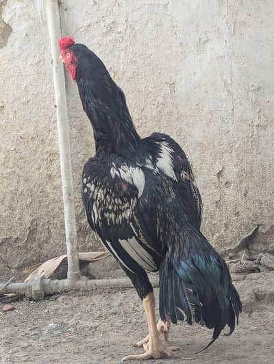 Assel pathay for sale | demand 9000 single pathay ki