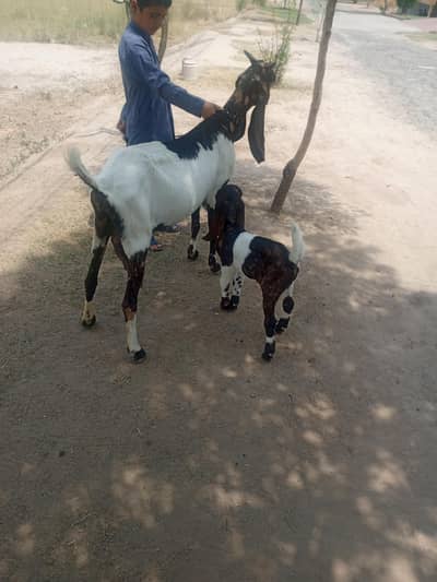 bakri kamori nagri with 1 male kid. goats for sale 2liter milk per day