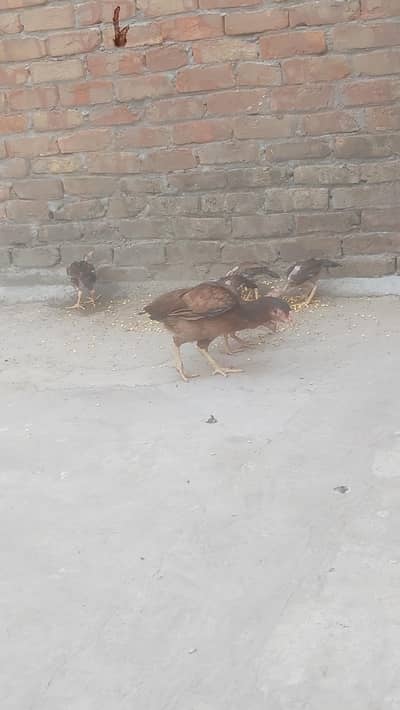 for sale