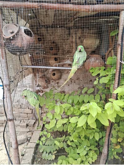 Parrot Pair