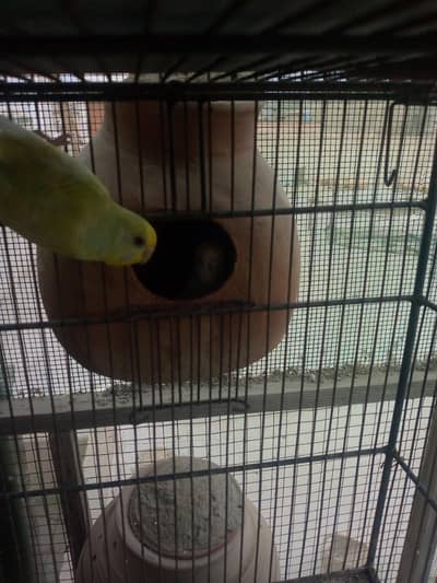 Budgies available