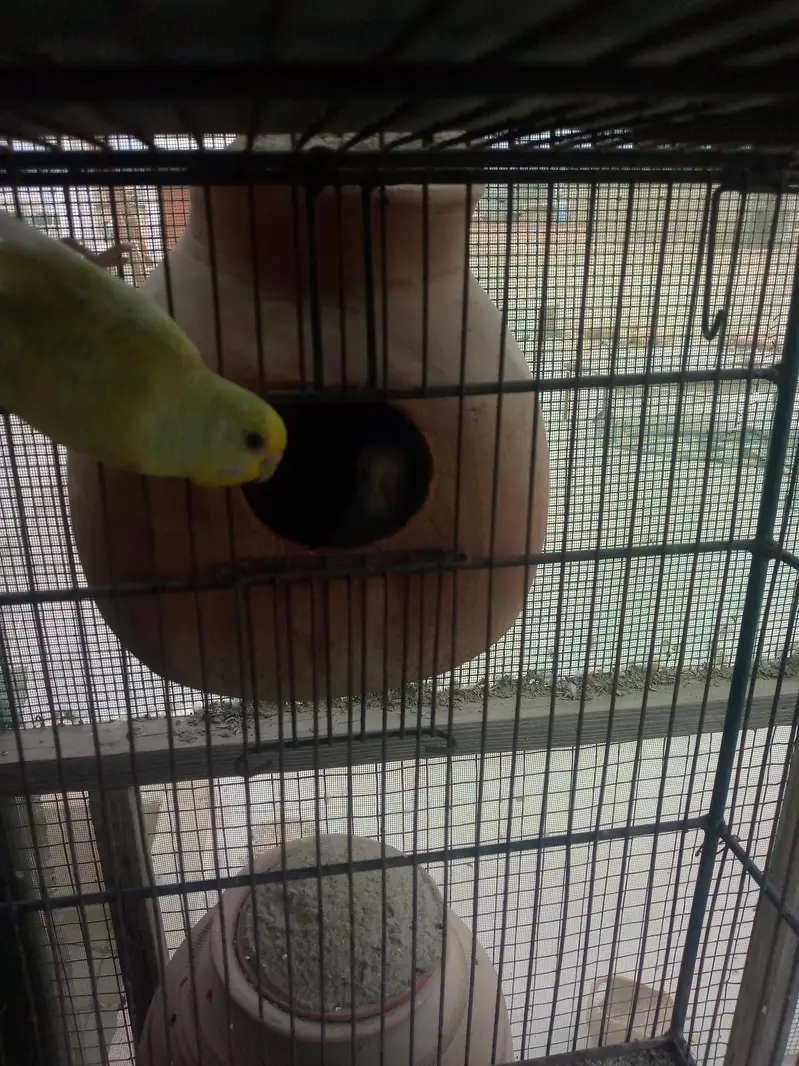 Budgies available