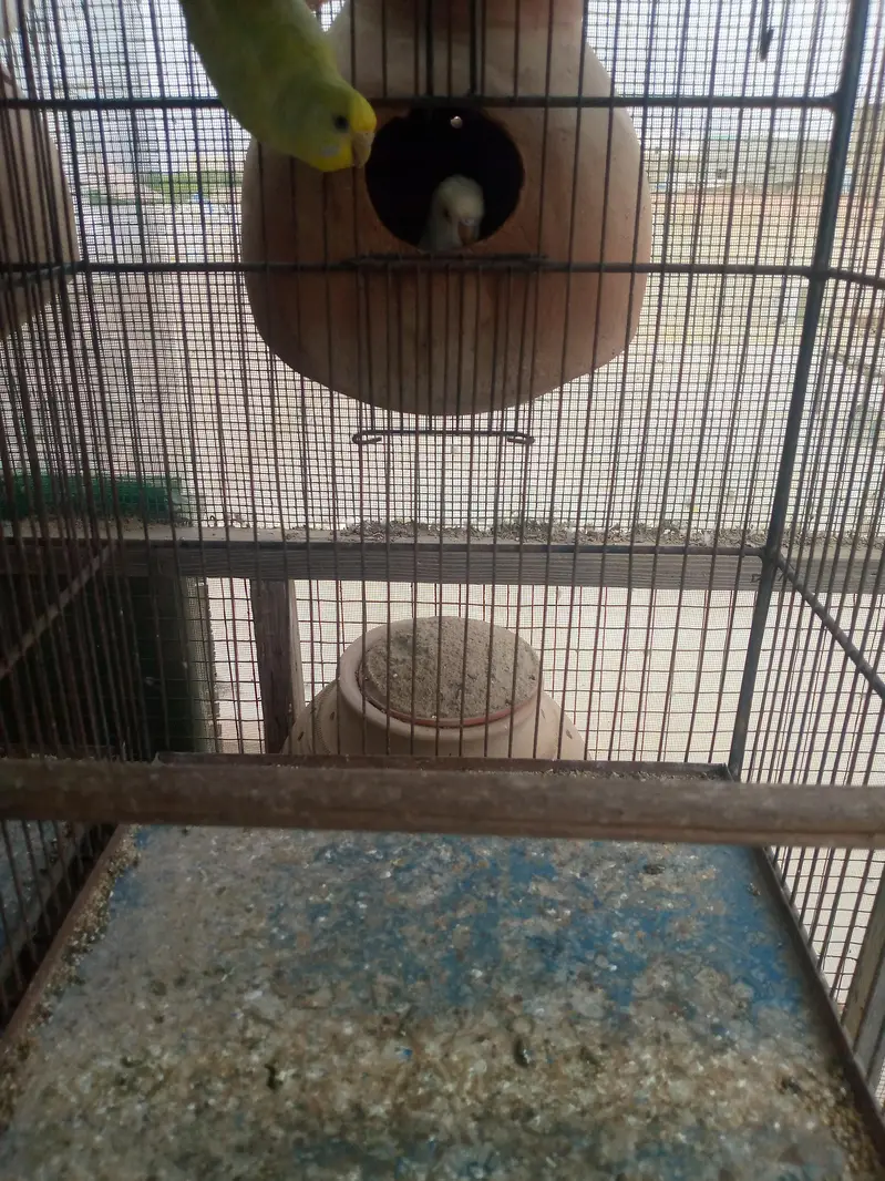 Budgies available — photo 2