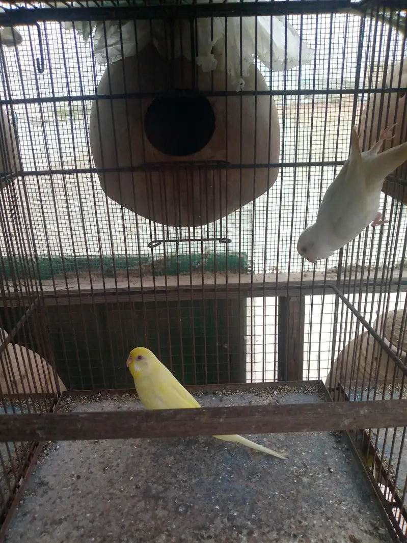 Budgies available — photo 3