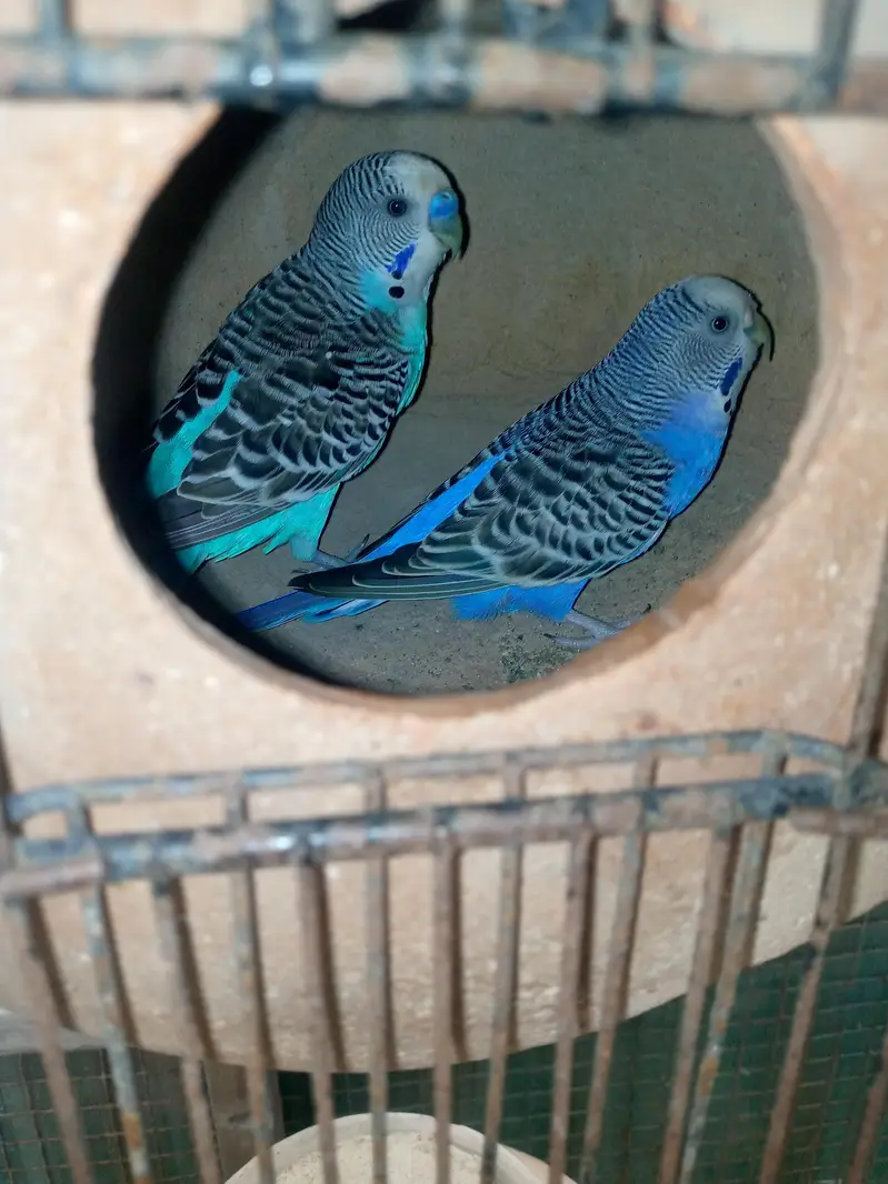 Budgies available — photo 4