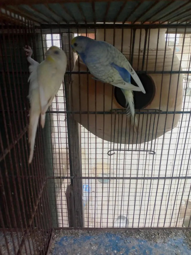 Budgies available — photo 5