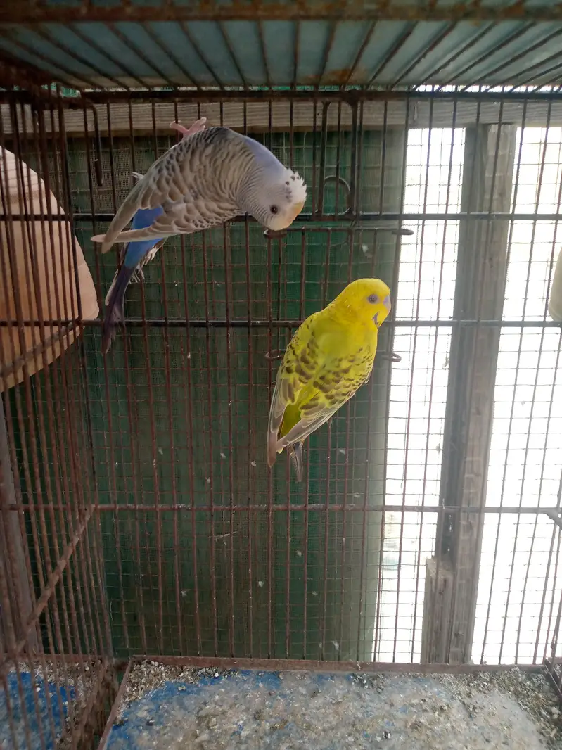 Budgies available — photo 6