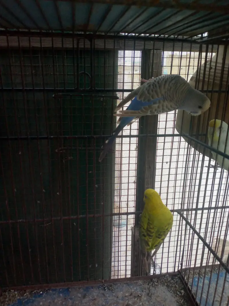 Budgies available — photo 7