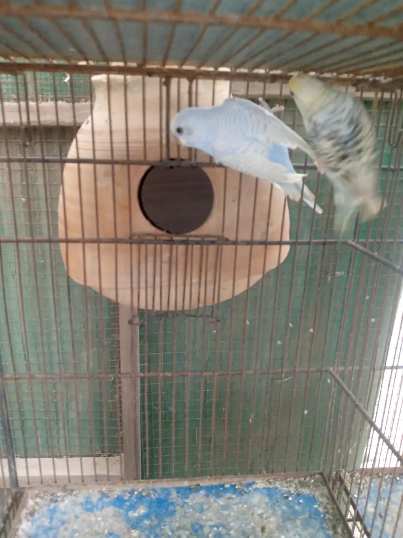 Budgies available — photo 8