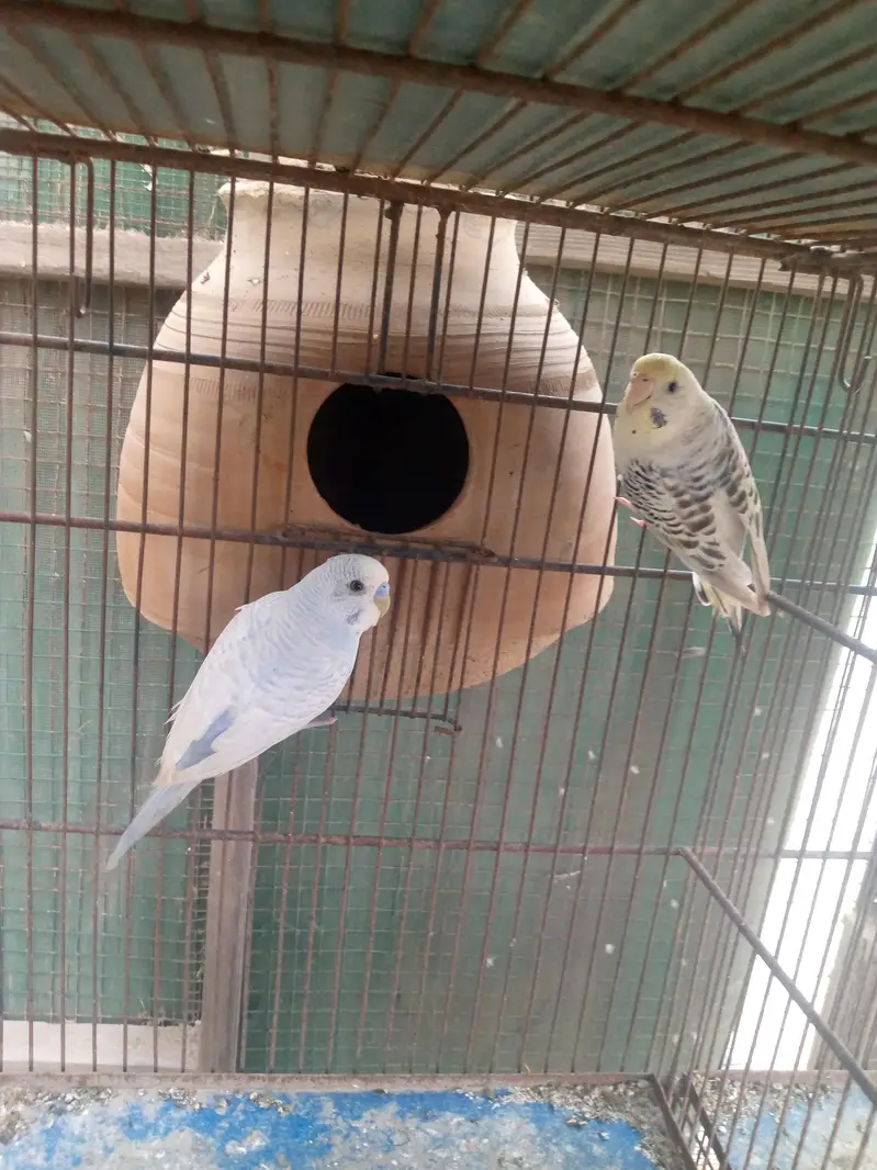 Budgies available — photo 9