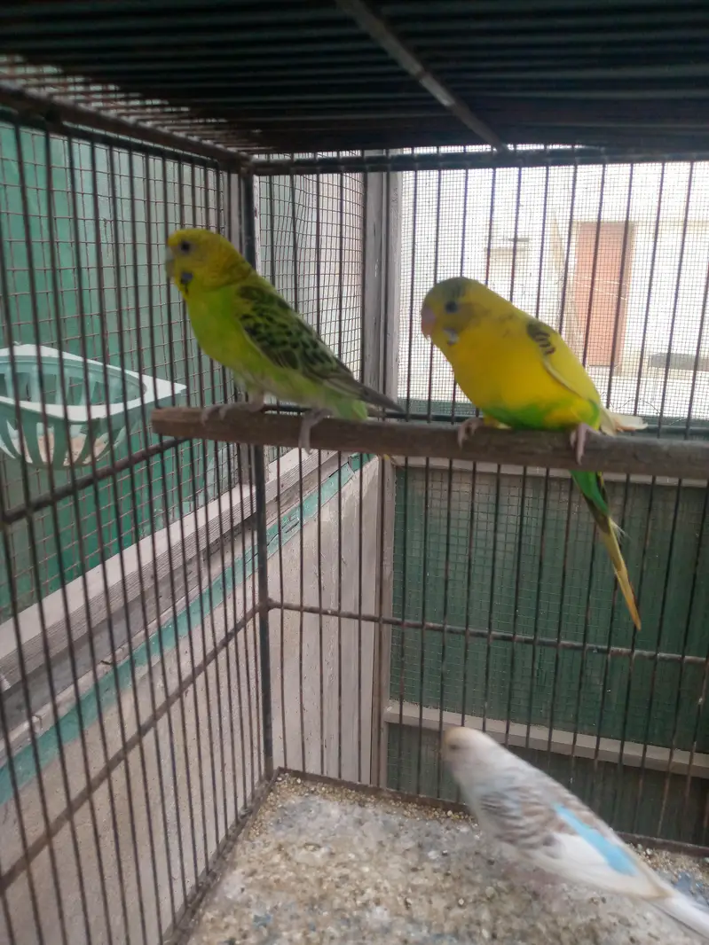 Budgies available — photo 10