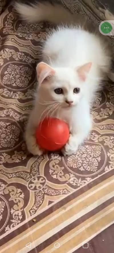 cat sale