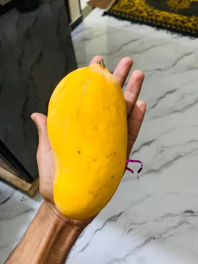 Mango- Sindhri