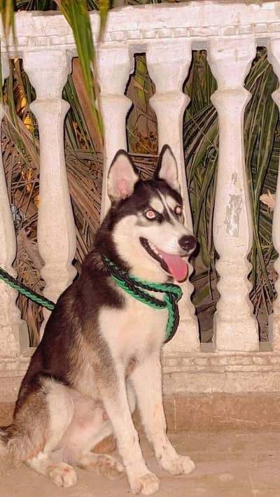 huskey dog