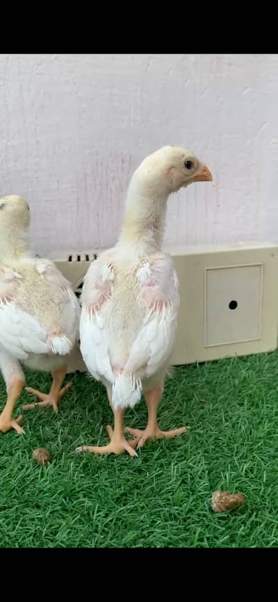 Top Quality White Shamo Shoulder Beak Chicks (19 Days Old)