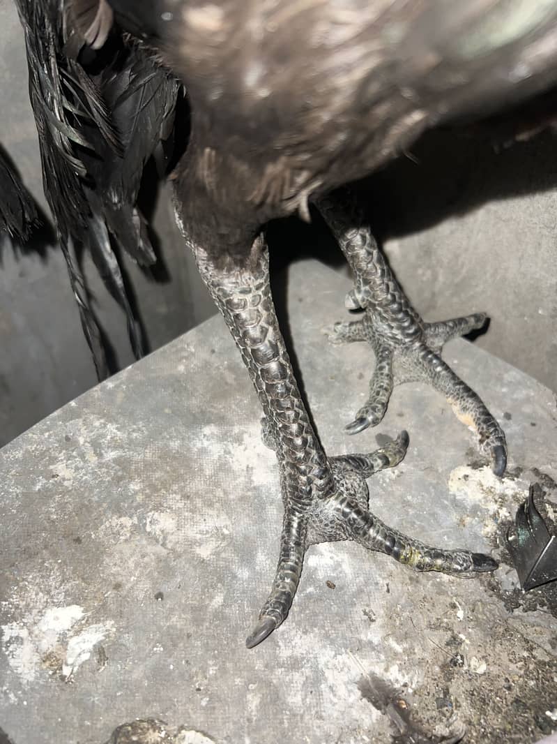 Black Dregonpair 2