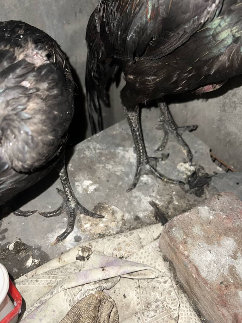 Black Dregonpair 3