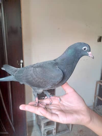 fancy pigeon