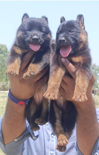 German Shepherd puppies for sale / puppy / pup /  dog