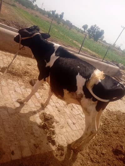 bachra bull