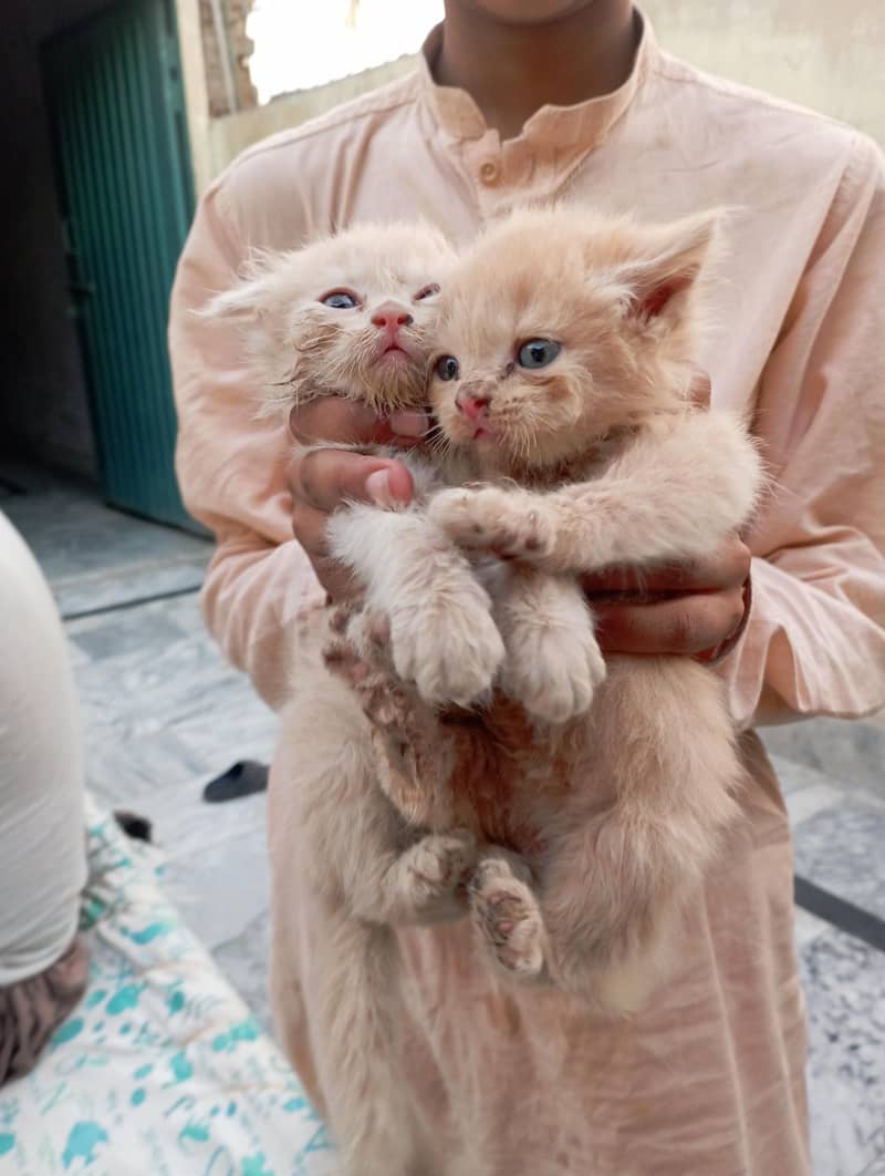 cat's 0