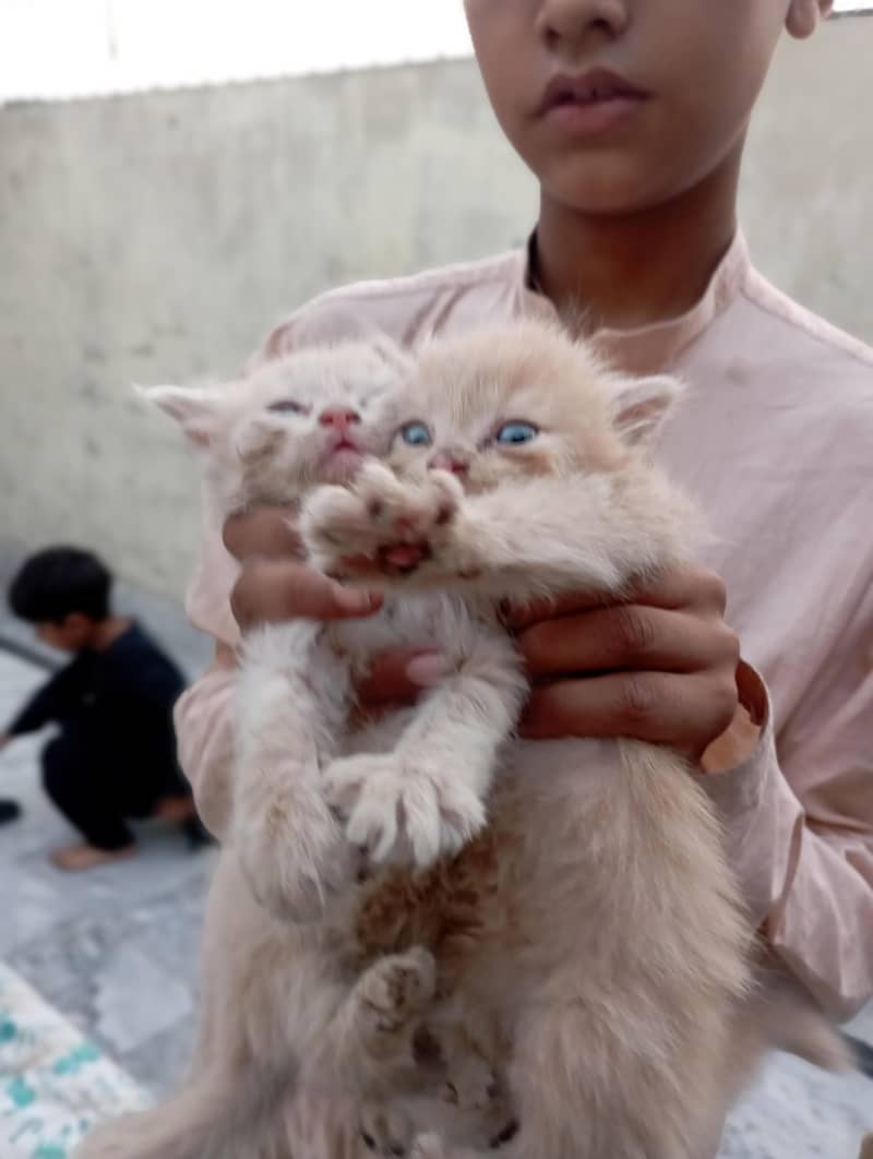 cat's 1